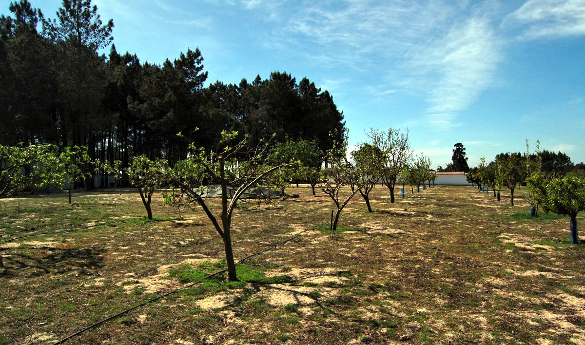 Quinta da Fonte Grandola Espaco 25